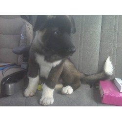 Akita Stud in Mississippi