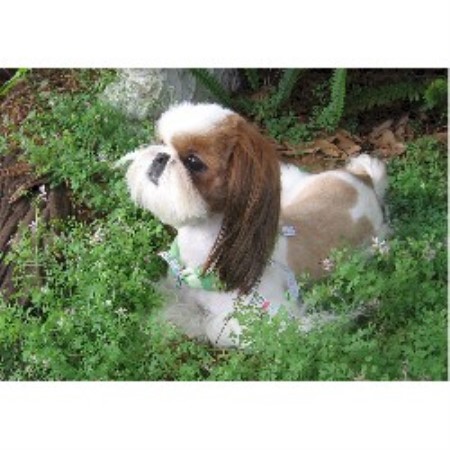 shih tzu stud near me tian mi shih tzu shih tzu breeder in clermont florida shih tzu stud near me tian mi shih tzu shih tzu breeder in clermont florida