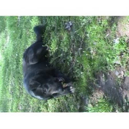Rescued Lab Mix neutered male needs good home and family