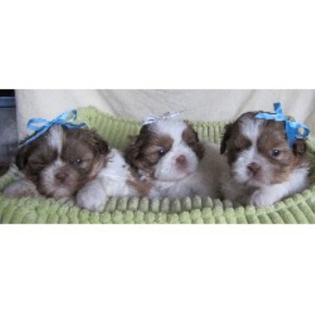 imperial shih tzu puppies for sale in iowa imperial shih tzu puppies for sale in iowa imperial shih tzu puppies for sale in iowa imperial shih tzu puppies for sale in iowa