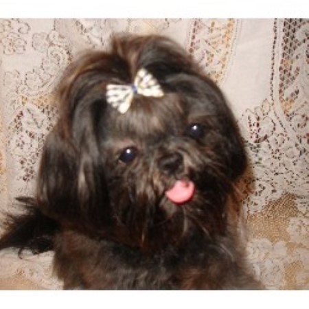 imperial shih tzu rescue imperial shih tzu shih tzu breeder in ferndale washington listing id imperial shih tzu rescue imperial shih tzu shih tzu breeder in ferndale washington listing id