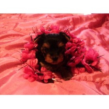 shih tzu rescue athens ga terrier yorkie breeders in freedoglistings shih tzu rescue athens ga terrier yorkie breeders in freedoglistings