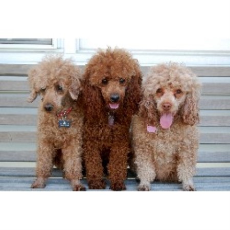 puppies for adoption in nebraska poodle miniature breeders in nebraska freedoglistings puppies for adoption in nebraska poodle miniature breeders in nebraska freedoglistings