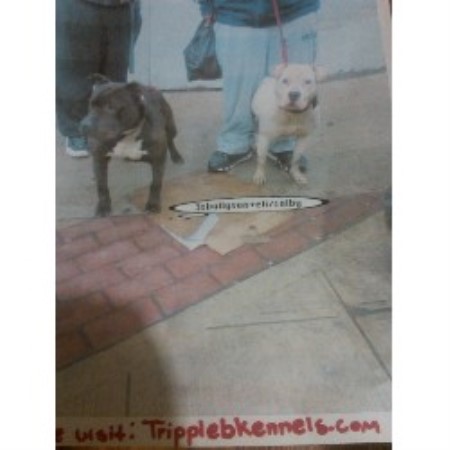 American Pit Bull Terrier Breeder in New York, New York