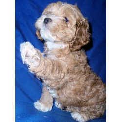 Miniature Cockapoo Dogs
