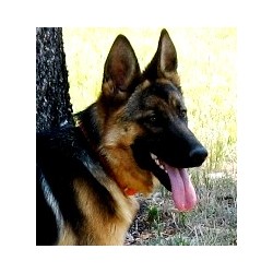 German Shepherd Dog Breeder in Chiloquin, Oregon