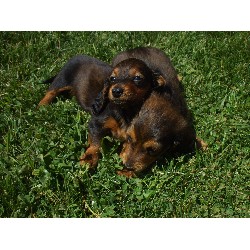 Dachshund Breeder in Placerville, California