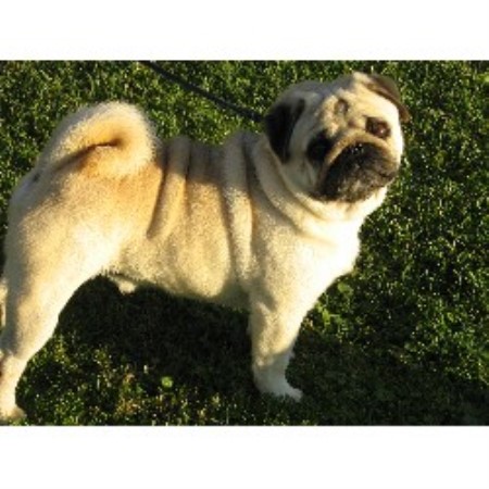 pug puppies ohio sweet apple pugs pug breeder in vincent ohio listing id 16090 pug puppies ohio sweet apple pugs pug breeder in vincent ohio listing id 16090