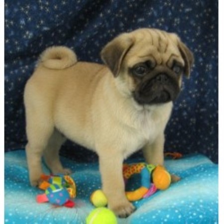 pug rescue wv sweet apple pugs pug breeder in vincent ohio listing id 16090 pug rescue wv sweet apple pugs pug breeder in vincent ohio listing id 16090