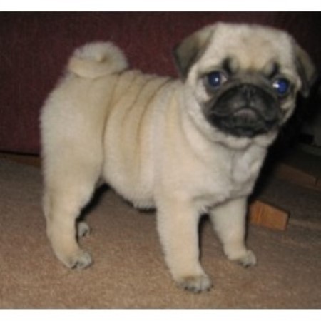 pug for sale in ohio sweet apple pugs pug breeder in vincent ohio listing id 16090 pug for sale in ohio sweet apple pugs pug breeder in vincent ohio listing id 16090