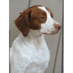 Brittany Breeder in Houston, Texas