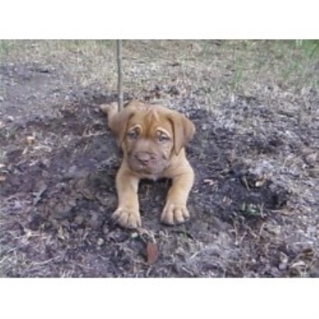 Dogue De Bordeaux Breeder in Cresson, Texas