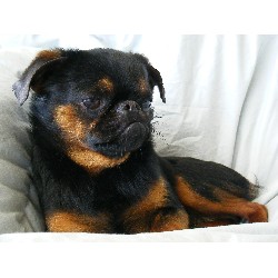 Brussels Griffon Stud in Michigan