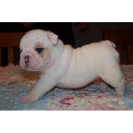 English Bulldog Breeder in Dayton, Ohio