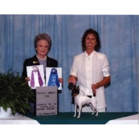 Toy Fox Terrier Breeder in Enid, Oklahoma