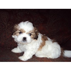Shih Tzu Breeder in Buffalo, Texas