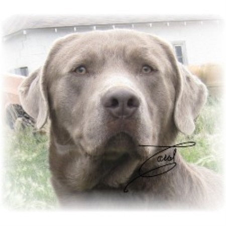 Labrador Retriever Breeder in Enchant, Alberta