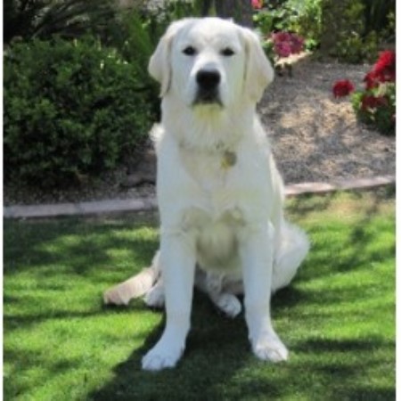 golden retriever puppies for sale bc canada desdia golden retrievers golden retriever breeder in gilbert arizona listing id 16134 golden retriever puppies for sale bc canada desdia golden retrievers golden retriever breeder in gilbert arizona listing id 16134