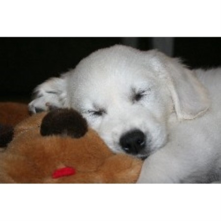 golden retriever breeders az desdia golden retrievers golden retriever breeder in gilbert arizona listing id 16134 golden retriever breeders az desdia golden retrievers golden retriever breeder in gilbert arizona listing id 16134