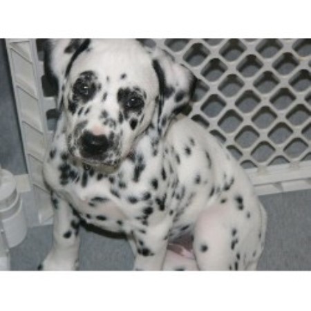 dalmatian puppies ohio findlay dalmatians dalmatian breeder in findlay ohio listing id 16135 dalmatian puppies ohio findlay dalmatians dalmatian breeder in findlay ohio listing id 16135