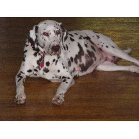 dalmatian puppies ohio findlay dalmatians dalmatian breeder in findlay ohio listing id 16135 dalmatian puppies ohio findlay dalmatians dalmatian breeder in findlay ohio listing id 16135