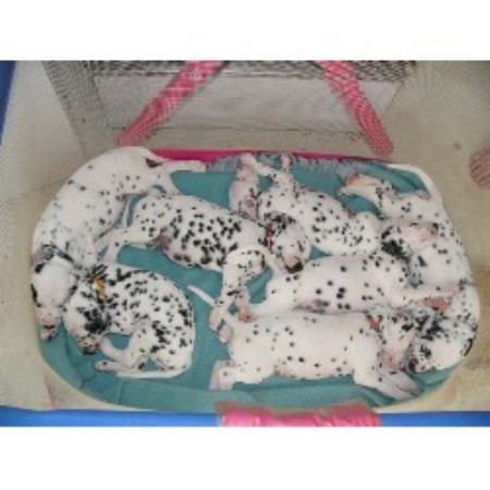 papillon puppies for sale in ohio papillon puppies for sale in ohio papillon puppies for sale in ohio papillon puppies for sale in ohio