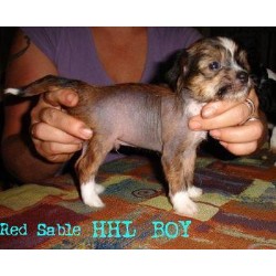Chinese Crested Breeder in Howell, Michigan