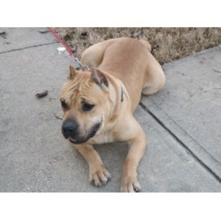 Perro De Presa Canario Breeder in Marietta, Georgia