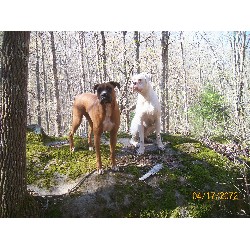 Boxer Breeder in Crossville, Tennessee