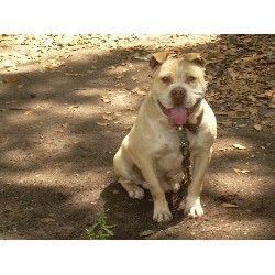 American Pit Bull Terrier Breeder in Moncks Corner, South Carolina