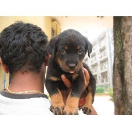 rottweiler breeders south florida george rottweiler breeder in sarasota florida rottweiler breeders south florida george rottweiler breeder in sarasota florida