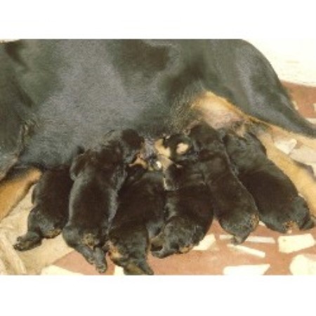rottweiler breeders south florida george rottweiler breeder in sarasota florida rottweiler breeders south florida george rottweiler breeder in sarasota florida