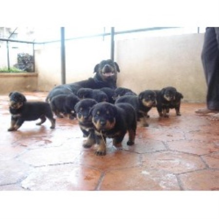rottweiler breeders south florida george rottweiler breeder in sarasota florida rottweiler breeders south florida george rottweiler breeder in sarasota florida
