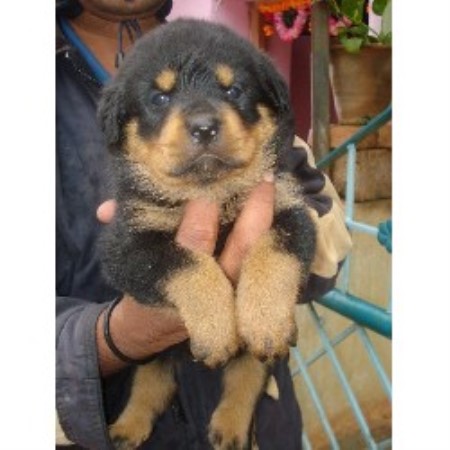 rottweiler breeders south florida george rottweiler breeder in sarasota florida rottweiler breeders south florida george rottweiler breeder in sarasota florida