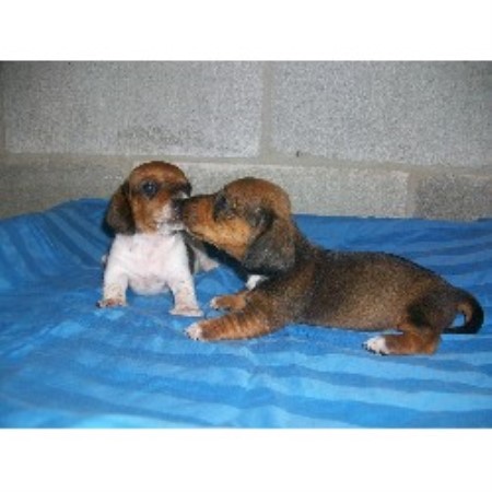 Dachshund breeder Town Creek 16160