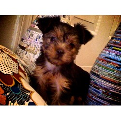 Yorkshire Terrier Breeder in Newbern, Tennessee