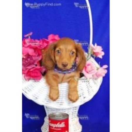 Dachshund Breeder in Somerville, Texas