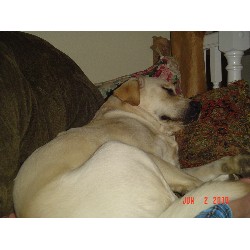 Labrador Retriever Stud in Colorado