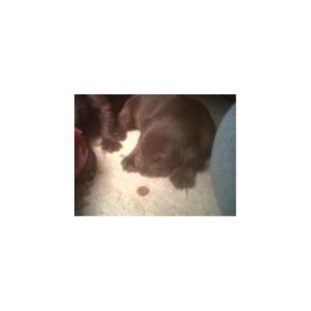 Labrador Retriever Breeder in Dallas, Oregon