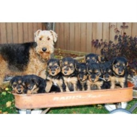 Airedale Terrier Breeder in Winnipeg, Manitoba