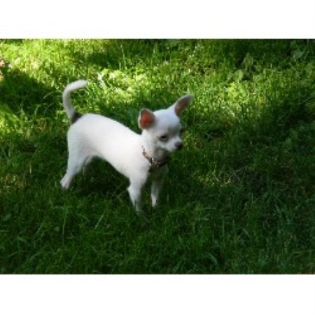 Chihuahua Breeder in Sparta, New Jersey