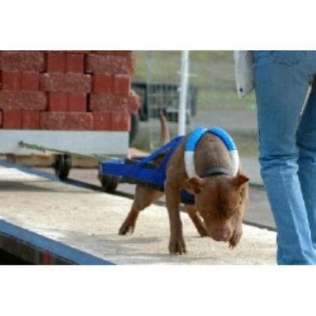 American Pit Bull Terrier Club