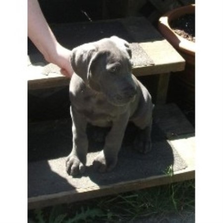 Great Dane Breeder in Astoria, Oregon