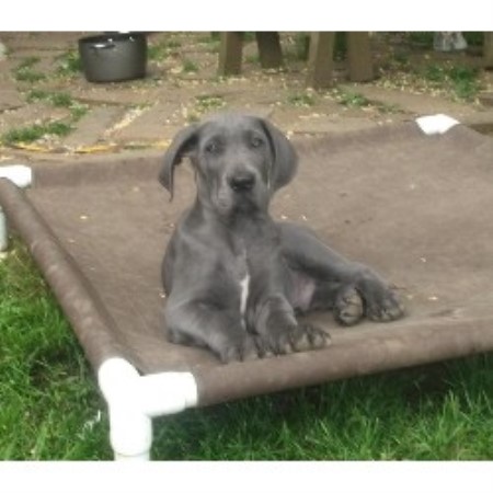 great dane puppies oregon neverstill great danes great dane breeder in astoria oregon listing id 16208 great dane puppies oregon neverstill great danes great dane breeder in astoria oregon listing id 16208