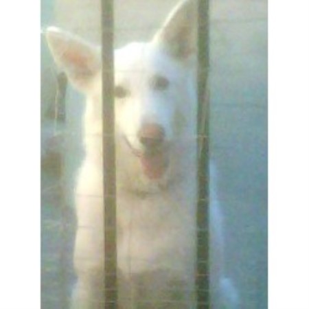 German Shepherd Dog Breeder in Merced, California
