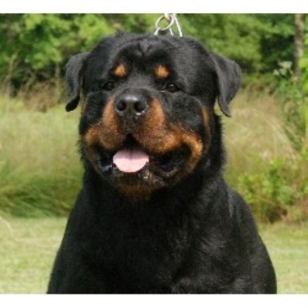 rottweiler breeders ga brinkhaus rottweilers rottweiler breeder in chatsworth rottweiler breeders ga brinkhaus rottweilers rottweiler breeder in chatsworth