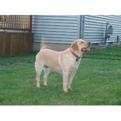 Labrador Retriever Stud in Michigan