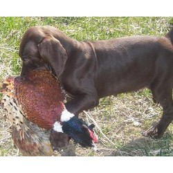German Shorthaired Pointer Breeder in Odell, Illinois