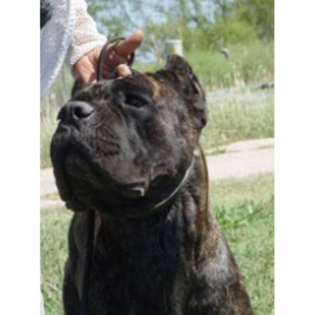 Cane Corso Breeder in Godley, Texas