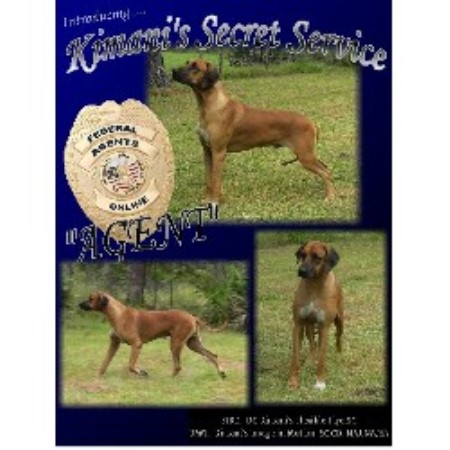 Rhodesian Ridgeback breeder Altoona 16238
